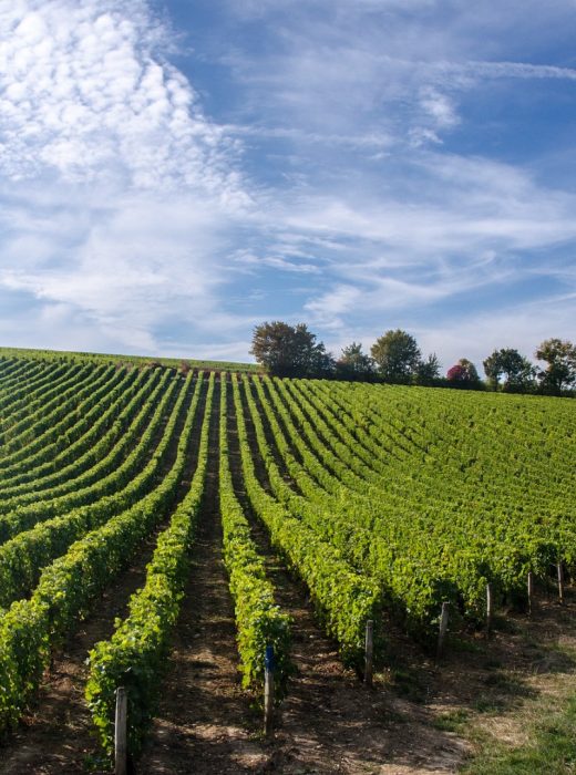 landscape-of-vines-in-the-loire-valley-picture-id623713312