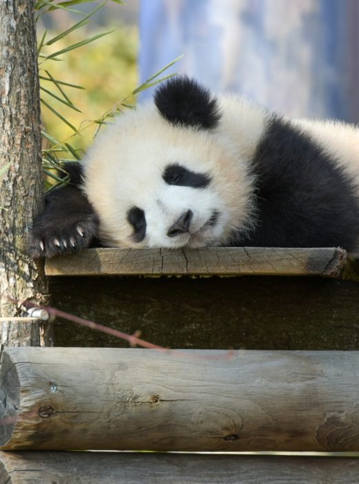 young-panda-sleeping-in-nature-in-a-park-picture-id1389097730